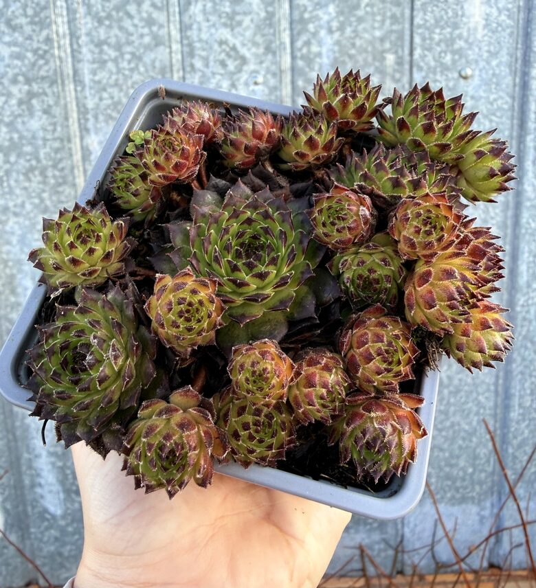 Saulrietenis 'Reinhard'