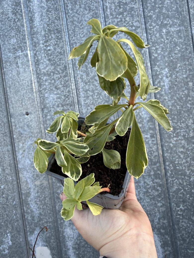 Pasihandra 'Variegata'
