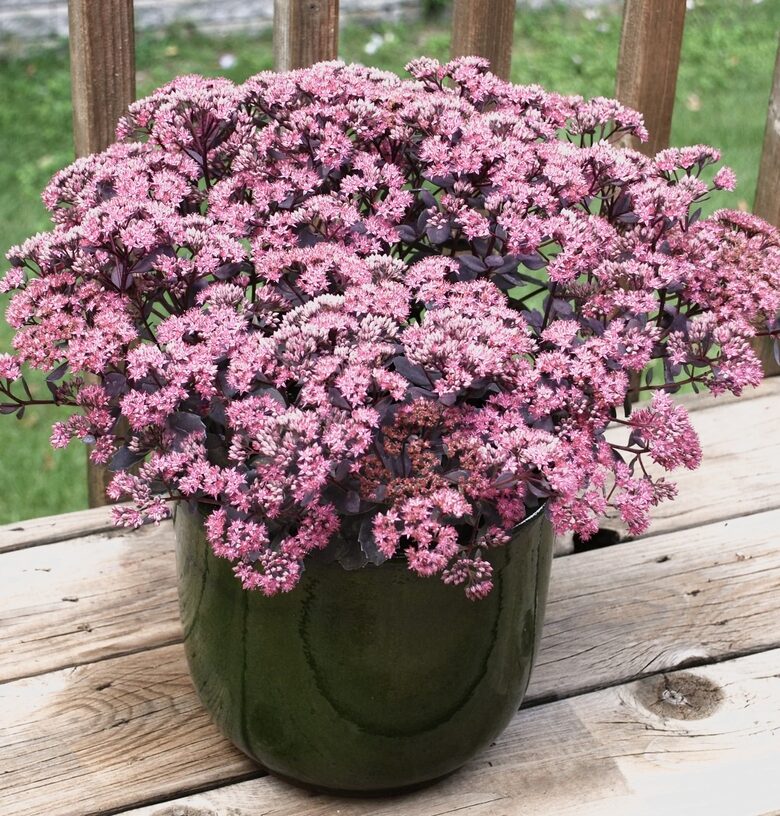 Čīkstene “Globe Pink”