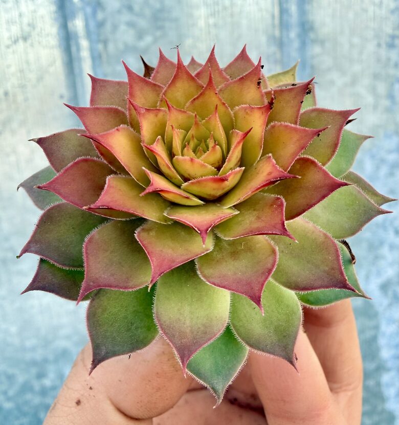 Jaunstāds - Saulrietenis 'Gold Nugget'