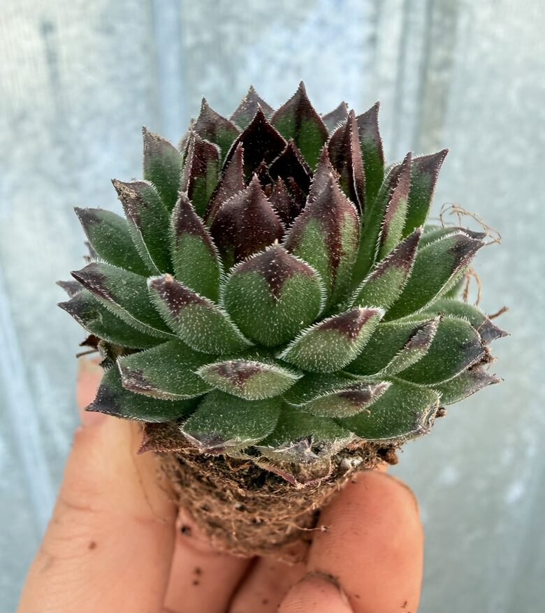 Jaunstāds - Saulrietenis 'Appletini'