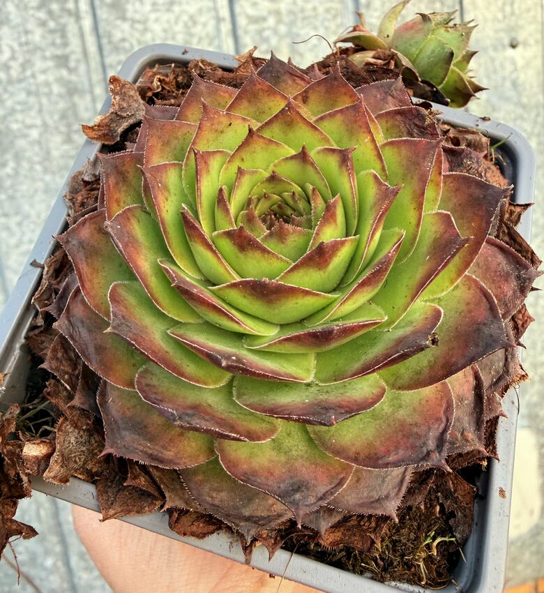 Saulrietenis 'Big Sam Jumbo Green'