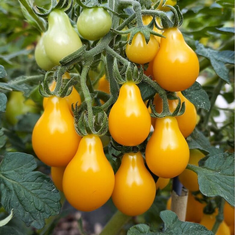 Balkona tomāti 'Mikro Birnchen Gelb'  (pieejams no jūnija)