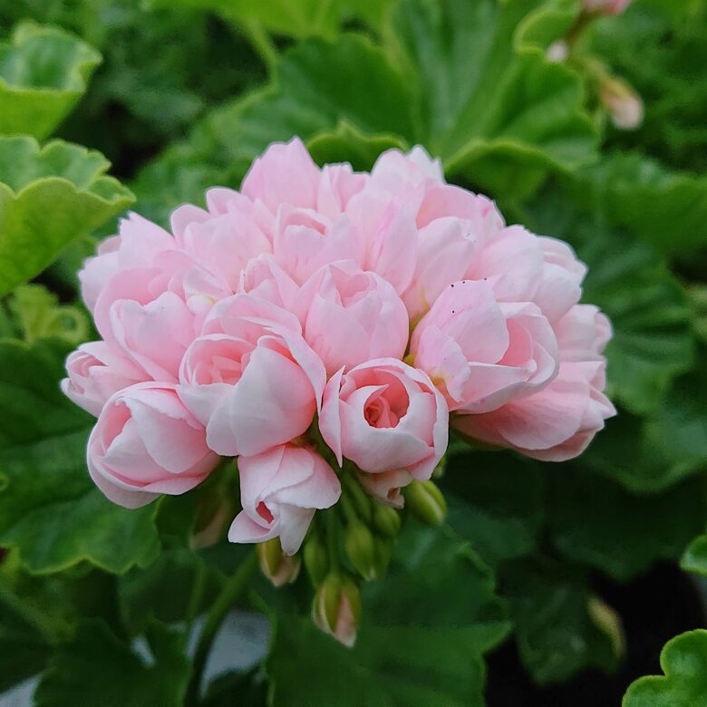 Pelargonija 'Emma DK' (pieejams no jūnija)