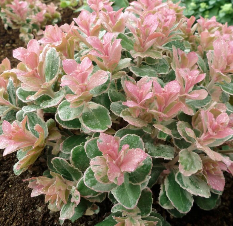 Čīkstene 'Pinky' (pieejams no jūnija)