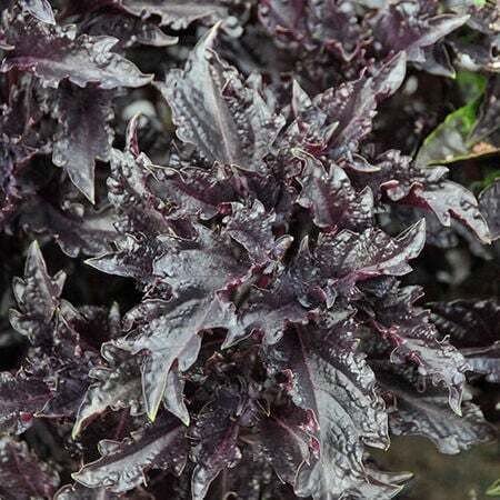 Baziliks 'Purple Ruffle'