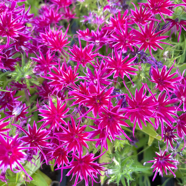 Vasaras floksis 'Popstars Purple'  (pieejams no jūnija)