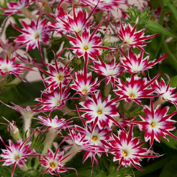 Vasaras floksis 'Popstars Rose with Eye'  (pieejams no jūnija)