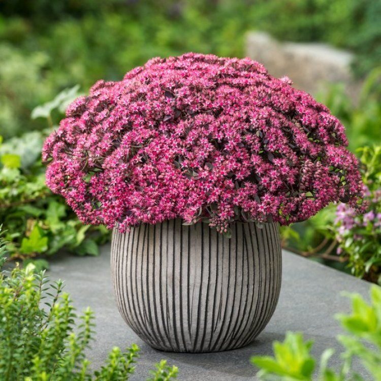 Laimiņš 'Red Sparkle' (pieejams no jūnija)