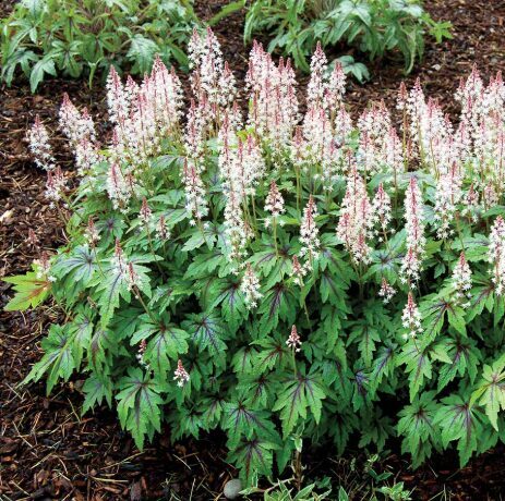 Tiarella 'Sugar and Spice' 