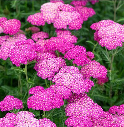 Achillea 'Skysail Bright Pink'