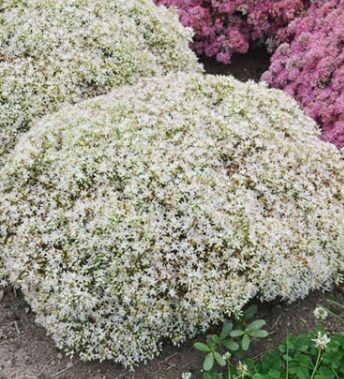 Laimiņš 'Bundle of Joy' 