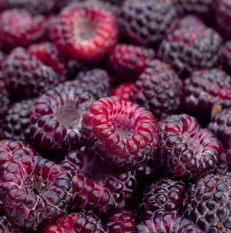 Jaunstāds - Avene 'Summer Lovers Garden Purple' 