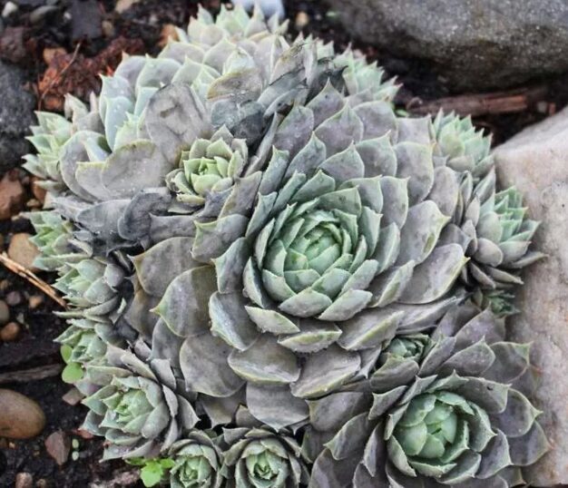 Saulrietenis 'Aquila'