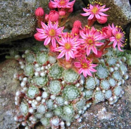 Sempervivum 'Sirius'