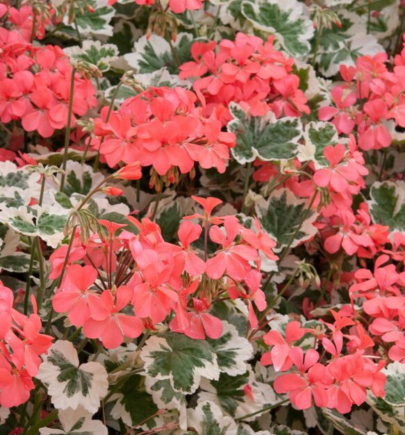 Pelargonija 'Frank Headley'  (pieejams no jūnija)