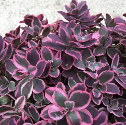 Laimiņš 'Dream Dazzler' (pieejams no jūnija)