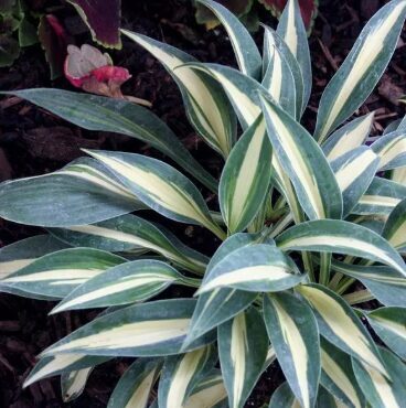 Miniatūrā hosta 'Little Treasure' (pieejams no jūnija)