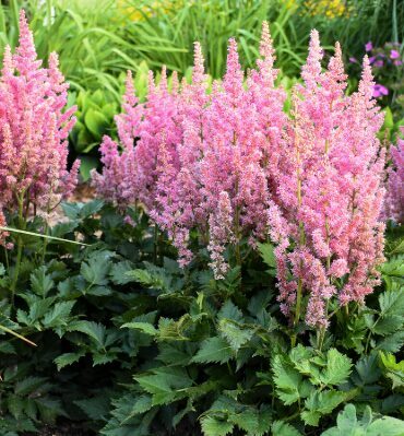 Astilbe 'Little Vision in Pink'  (pieejams no jūnija)