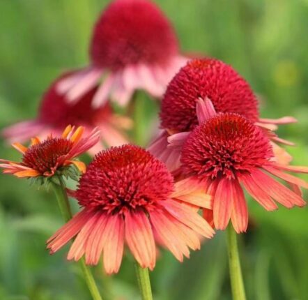 Ehinācija 'Carrot Cake'  (pieejams no jūnija)