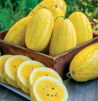 Arbūzs 'Lemon Drop'  (pieejams no jūnija)