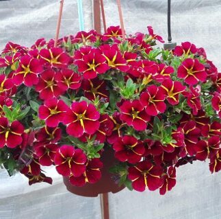 Kalibrahoja 'Exotic Red Bling' (pieejams no jūnija)