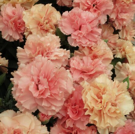 Neļķe 'Dinamic Apricot' 