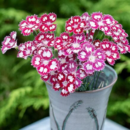 Spalvu neļķe 'Angel of Desire ' (pieejams no jūnija)