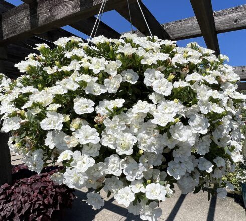 Kalibrahoja 'Double White' (pieejams no jūnija)