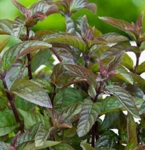 Jaunstāds - Stiprā šokolādes piparmētra  