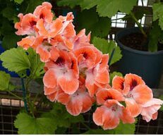 Karaliskā pelargonija 'Mandarin'  (pieejams no jūnija)