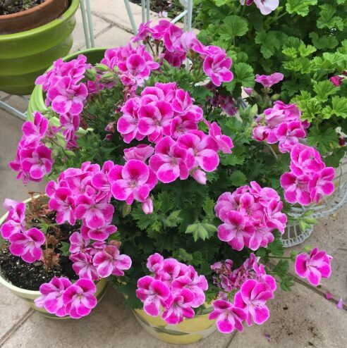 Karaliskā pelargonija 'Pinkerbell'  (pieejams no jūnija)