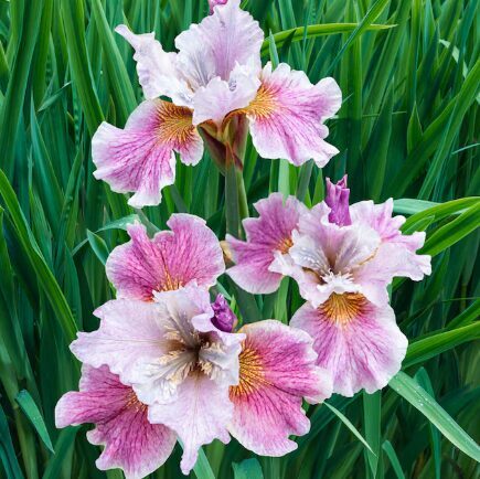 Sibīrijas īriss 'Painted Woman'  (pieejams no jūnija)