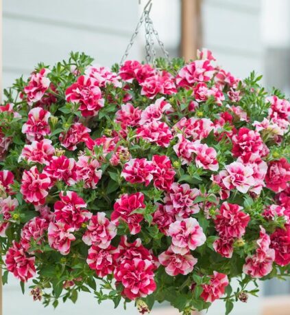 Petūnija 'Tumbelina Scarlet Ripple' (pieejams no jūnija)