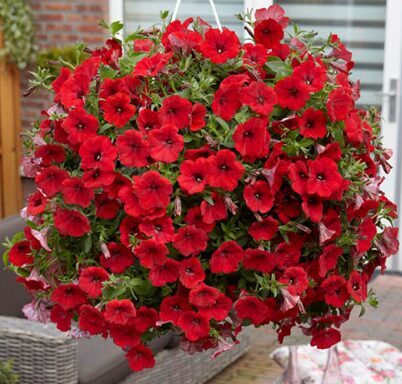 Petūnija 'Prettytoonia Red' (pieejams no jūnija)