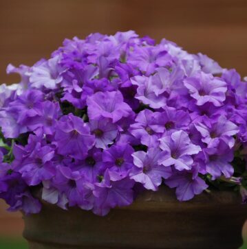 Petūnija 'Prettytoonia Blue' (pieejams no jūnija)