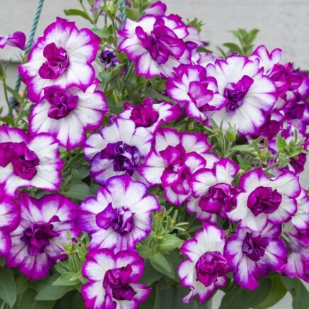 Petūnija 'Nicola' (pieejams no jūnija)