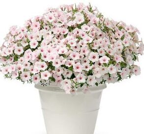 Petūnija 'Vista Silverberry' (pieejams no jūnija)