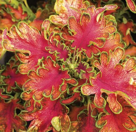 Skaistnātrīte 'Ruffles Copper'  (pieejams no jūnija)