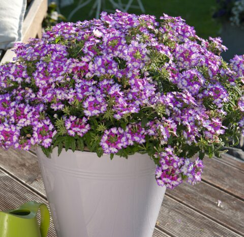 Verbena 'Wicked Burgundy'  (pieejams no jūnija)