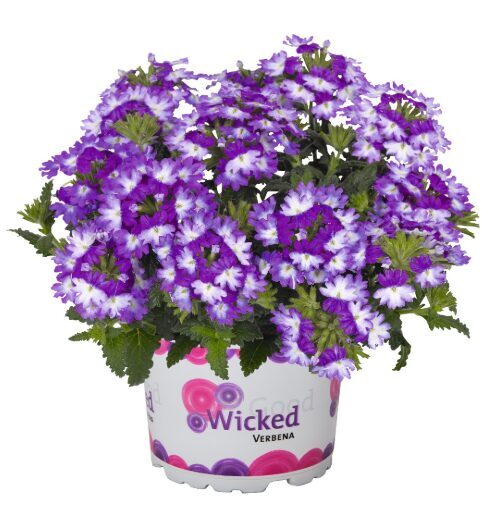 Verbena 'Wicked Great Grape' (pieejams no jūnija)