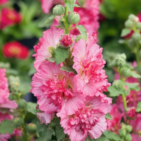 Podu kāršroze 'Spring Celebrities Rose'  (pieejams no jūnija)