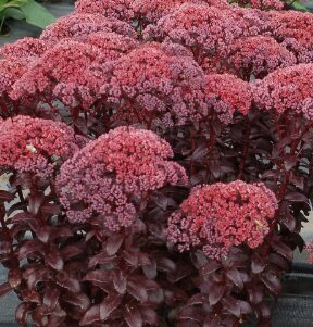 Čīkstene 'Dark Magic'  (pieejams no jūnija)