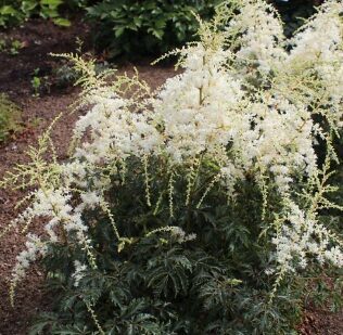 Astilbe 'Darwins Snow Sprite'  (pieejams no jūnija)