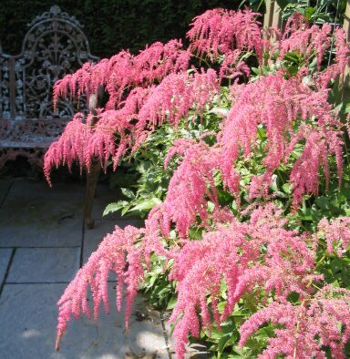 Astilbe 'Straussenfeder'  (pieejams no jūnija)