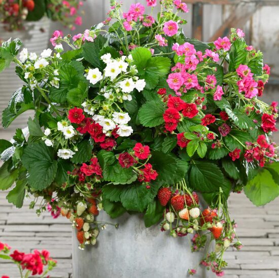 Zemenes 'Summer Breeze Mix'  (pieejams no jūnija)