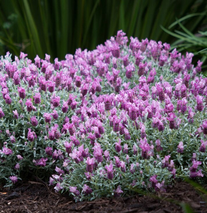 Franču lavanda 'Compact Silver Bicolor' (pieejams no jūnija)