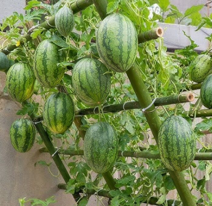 Balkona arbūzs 'Mini Love'  (pieejams no jūnija)