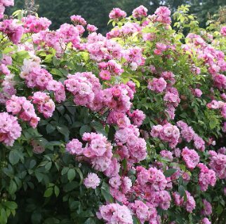 Vīteņroze 'Lavender Siluetta'