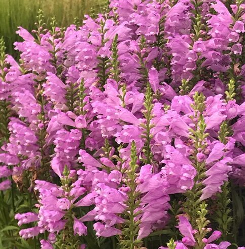 Fizostēgija 'Vivid'  (pieejams no jūnija)